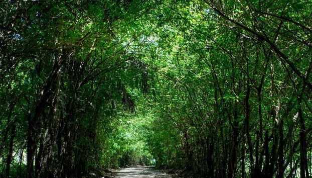 Excursão a São Miguel dos Milagres - Foto 5