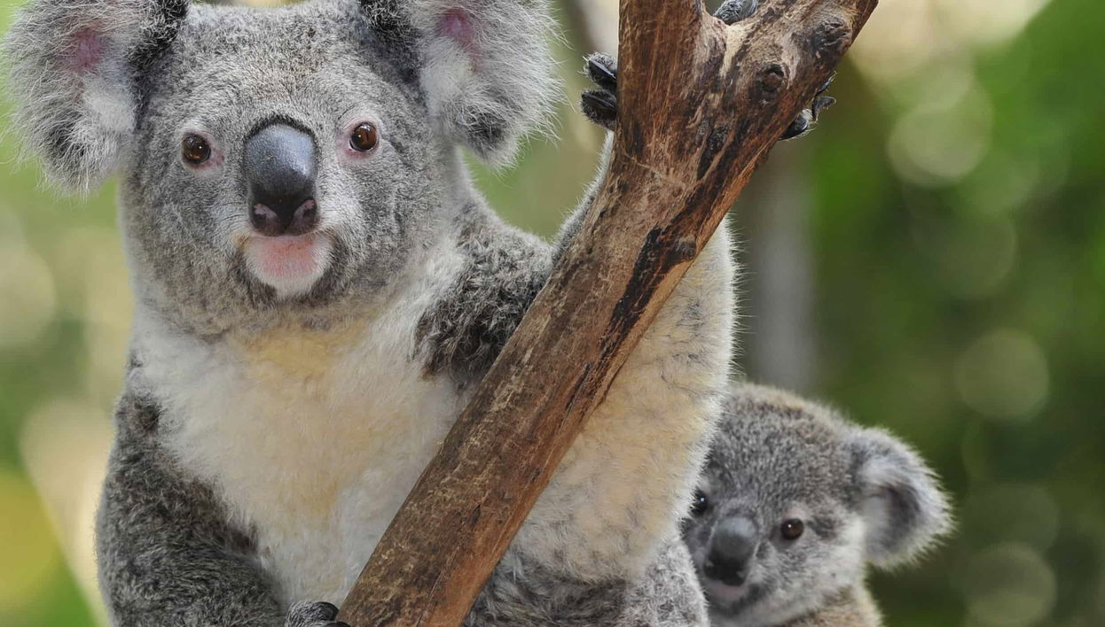 Biglietti per lo Zoo Taronga