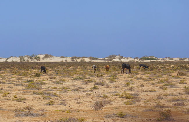 Tour por el noreste de Boa Vista + Playa de Ervatão - Foto 6