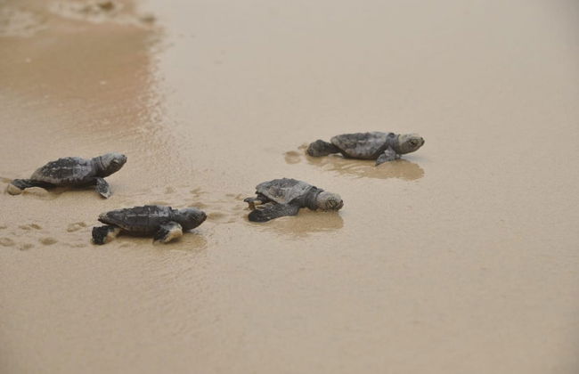 Tour por el noreste de Boa Vista + Playa de Ervatão - Foto 2