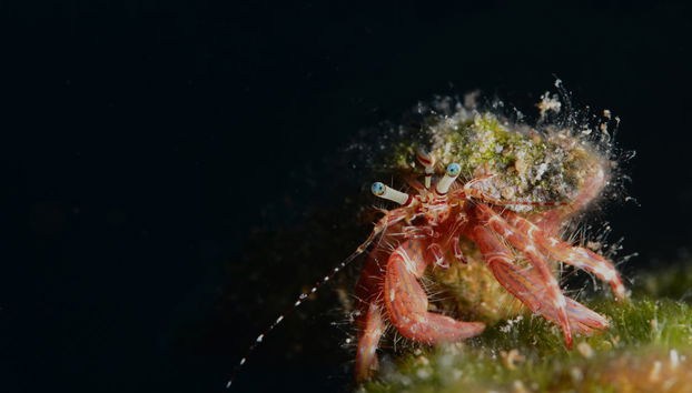 Immersione per principianti a Fethiye - Foto 4