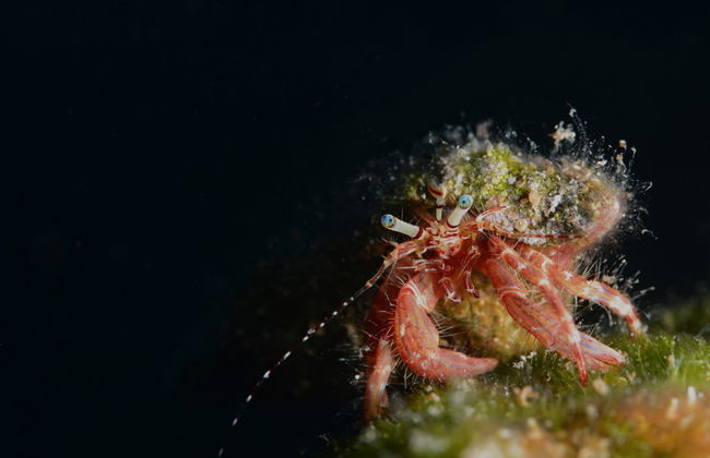 Immersione per principianti a Fethiye - Foto 4