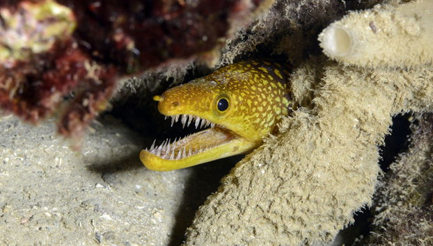 Immersione per principianti a Fethiye - Foto 3