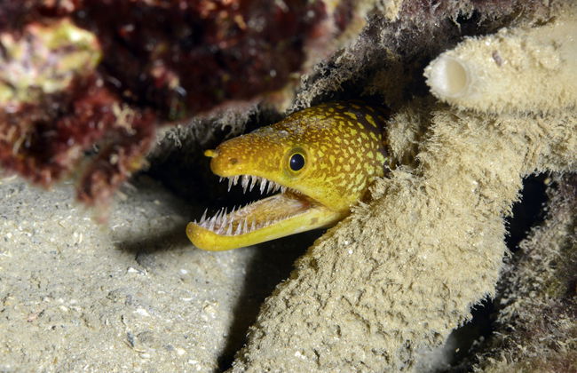 Immersione per principianti a Fethiye - Foto 3