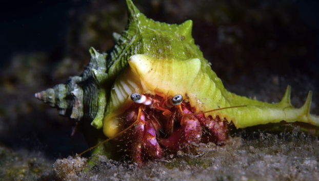 Immersione per principianti a Fethiye - Foto 5