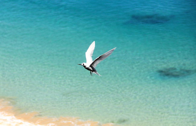Trilha pelos mirantes de Fernando de Noronha - Foto 10