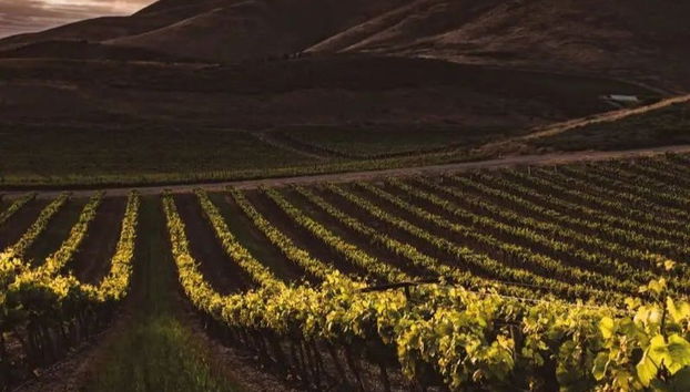 Tour dei vigneti di Aguascalientes - Foto 4