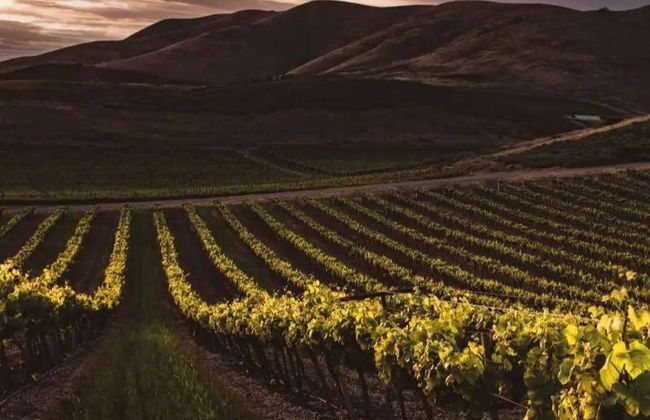 Aguascalientes Vineyards Tour - Photo 4