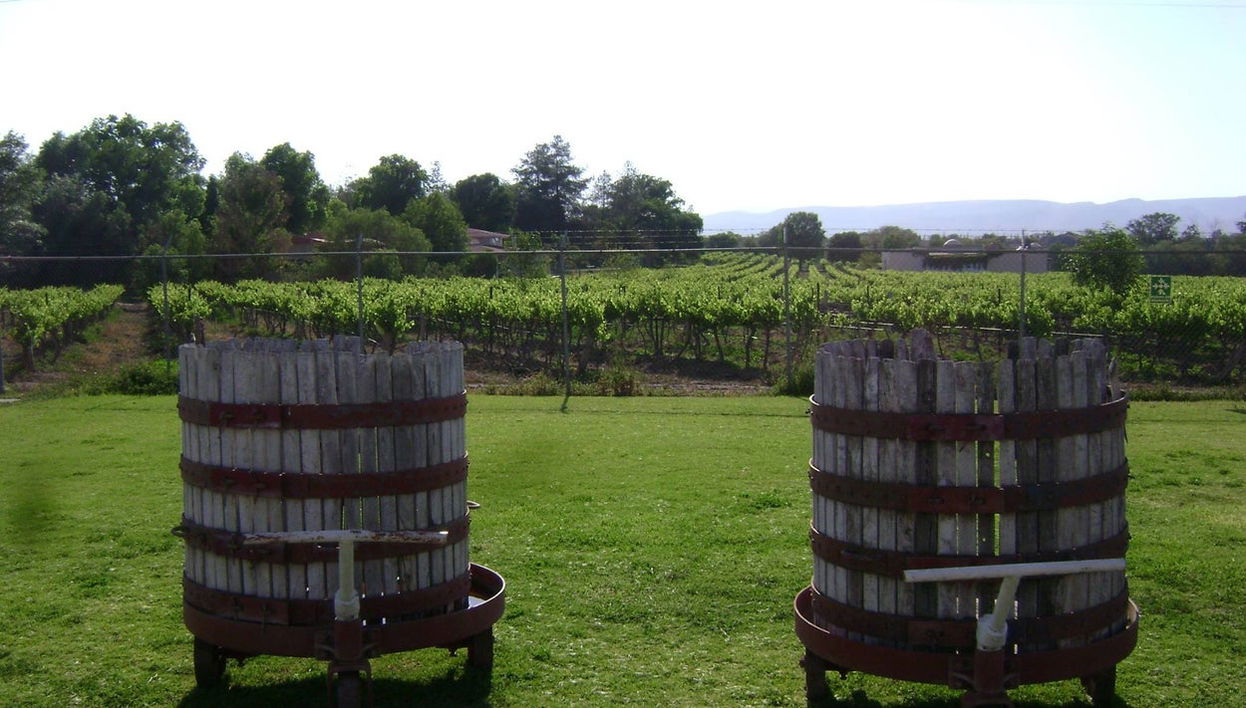 Aguascalientes Vineyards Tour - Photo 1