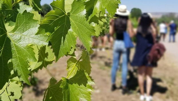 Tour dei vigneti di Aguascalientes - Foto 5