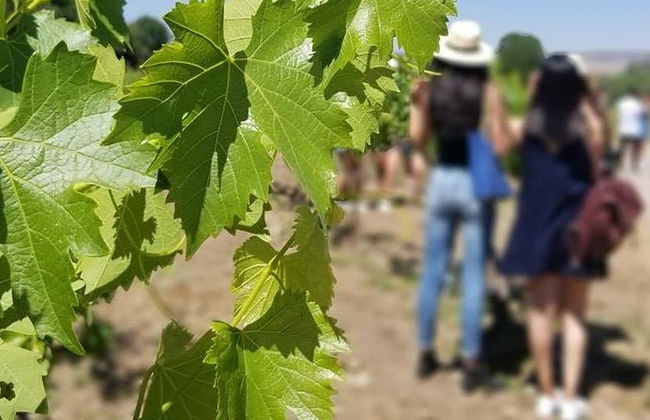 Aguascalientes Vineyards Tour - Photo 5