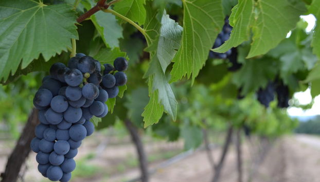 Tour dei vigneti di Aguascalientes - Foto 3