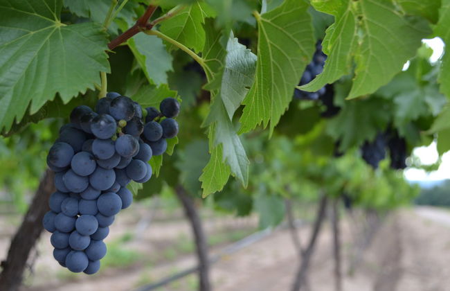 Aguascalientes Vineyards Tour - Photo 3