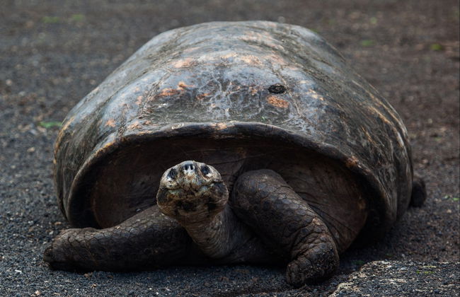 Charles Darwin Research Station Tour - Foto 1