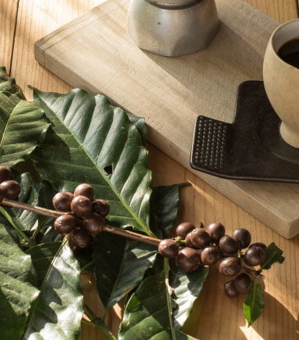 Foto de Tour del café por Coatepec