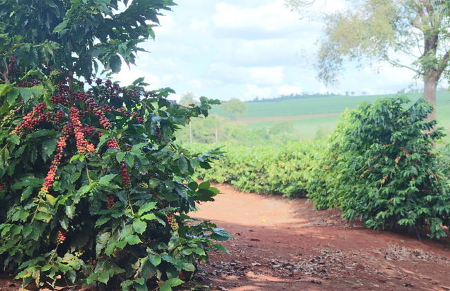 Coffee Tour of Coatepec - Foto 1