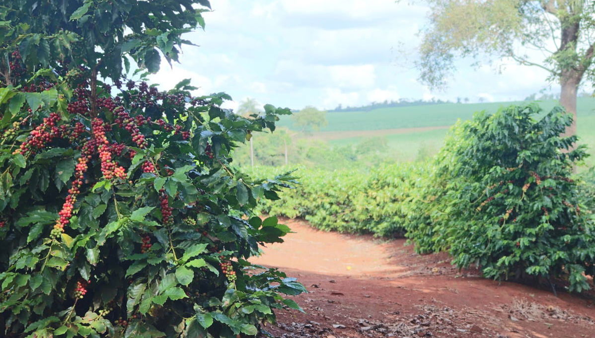 Coffee Tour of Coatepec - Foto 1