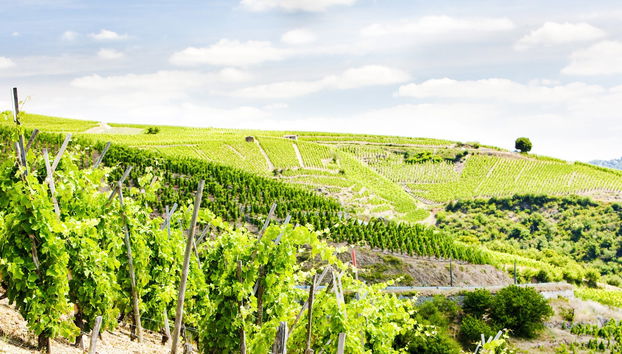 Tour de viñedos y bodegas por el valle del Ródano - Foto 3