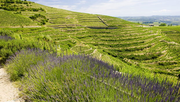 Tour dei vigneti e delle cantine nella valle del Rodano - Foto 2