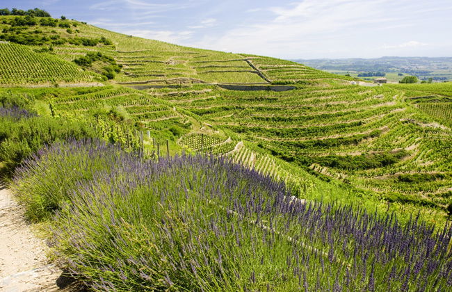 Tour dei vigneti e delle cantine nella valle del Rodano - Foto 2