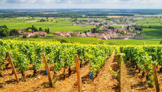 Burgundy Wine Tour - Photo 3