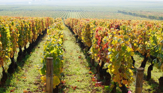 Burgundy Wine Tour - Photo 5