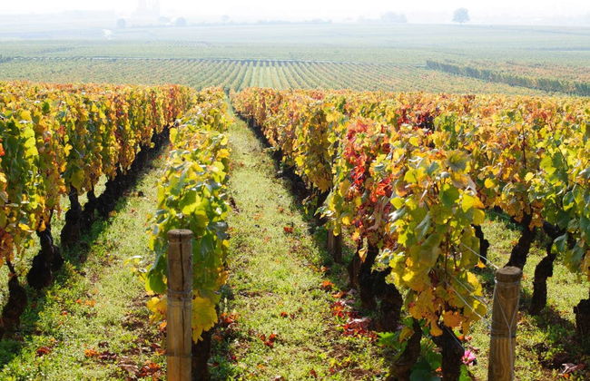 Burgundy Wine Tour - Photo 5