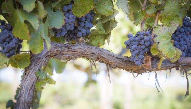 Burgundy Wine Tour - Photo 4