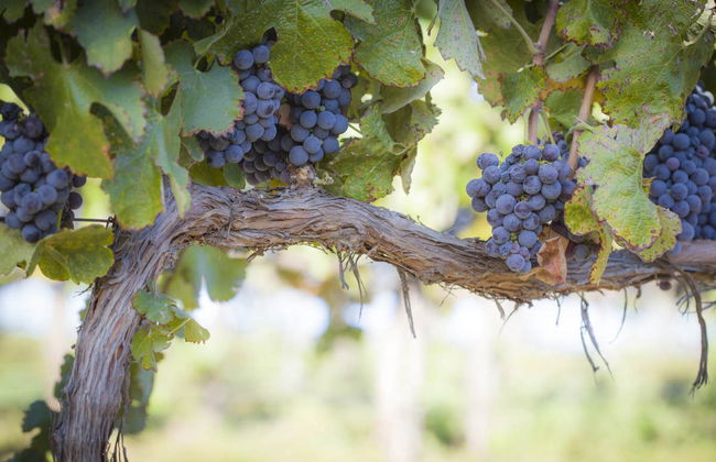 Burgundy Wine Tour - Photo 4