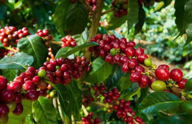Senderismo por la cascada El Limón - Foto 6