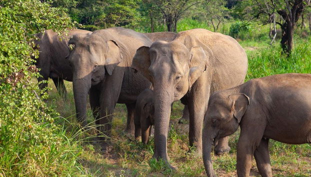 Hurulu Eco Park Private Safari - Foto 3