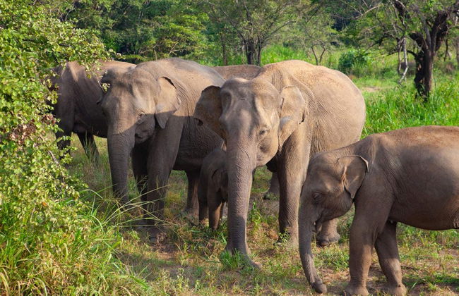 Safári privado pelo Parque Ecológico de Hurulu - Foto 3