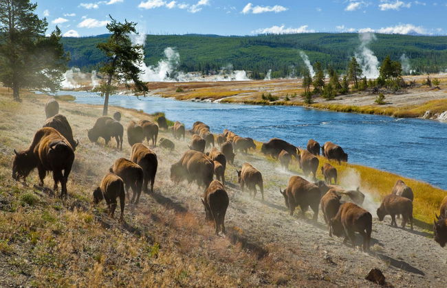 Yellowstone and Grand Teton 4 Day Tour - Foto 6