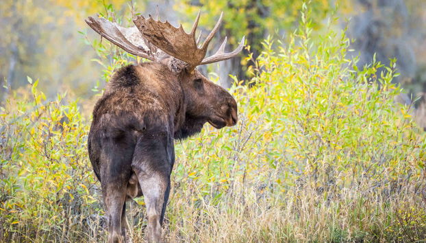 Yellowstone and Grand Teton 4 Day Tour - Foto 3