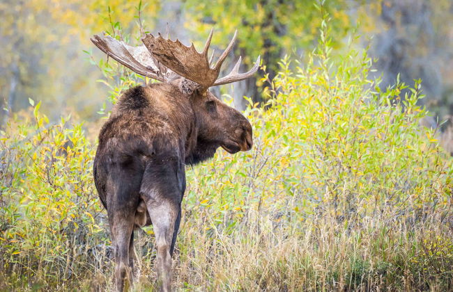 Yellowstone and Grand Teton 4 Day Tour - Foto 3