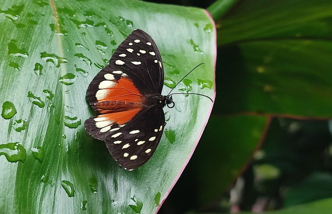 Tour pelo Jardim Botânico do Quindío - Foto 4