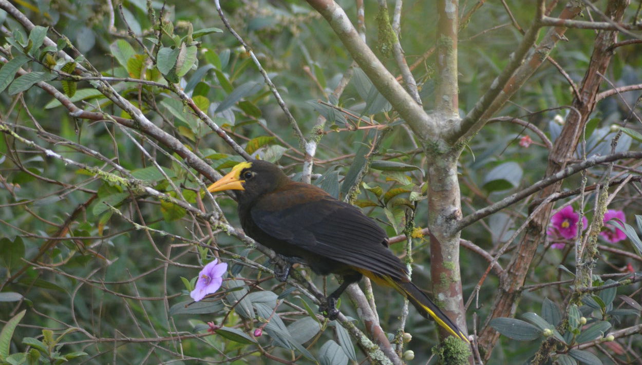 San Rafael Bird Watching Activity - Foto 1