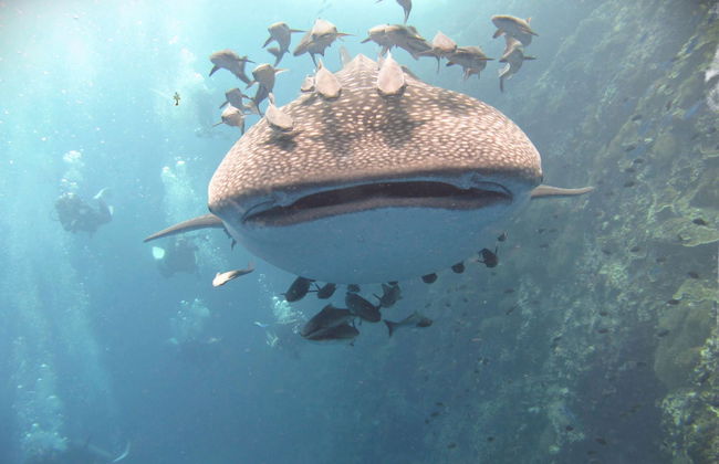 Buceo en Sail Rock - Foto 3