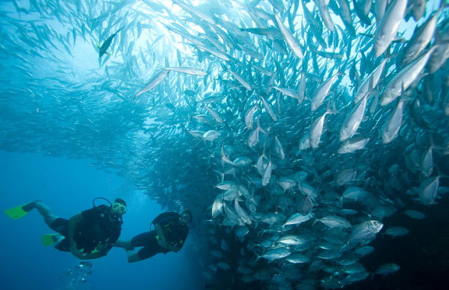Buceo en Sail Rock - Foto 2