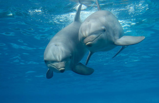 Snorkelling & Dolphin Watching in West Bay - Foto 1