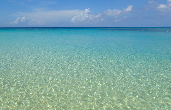 Snorkelling & Dolphin Watching in West Bay - Foto 5