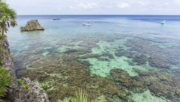 Snorkelling & Dolphin Watching in West Bay - Foto 4