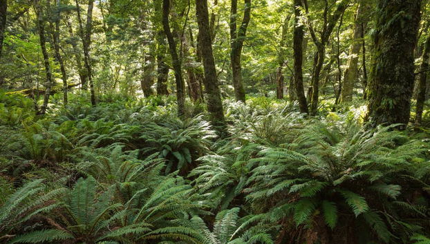 Visite des lieux de tournage du Seigneur des Anneaux - Photo 4