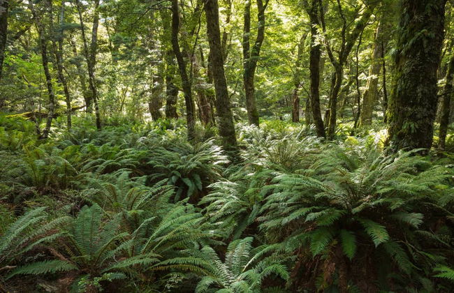 Visite des lieux de tournage du Seigneur des Anneaux - Photo 3