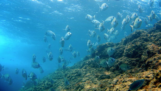 Montgrí Catamaran Cruise + Snorkeling at the Medes Islands - Foto 2