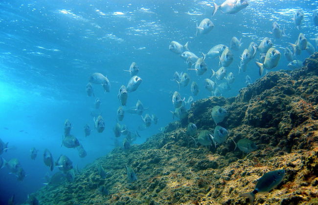 Paseo en catamarán por Montgrí + Snorkel en las islas Medas - Foto 2
