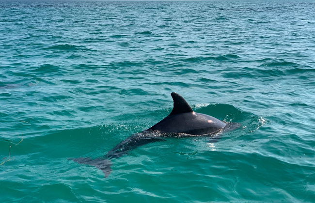 Key West Dolphin Watching Tour - Photo 7
