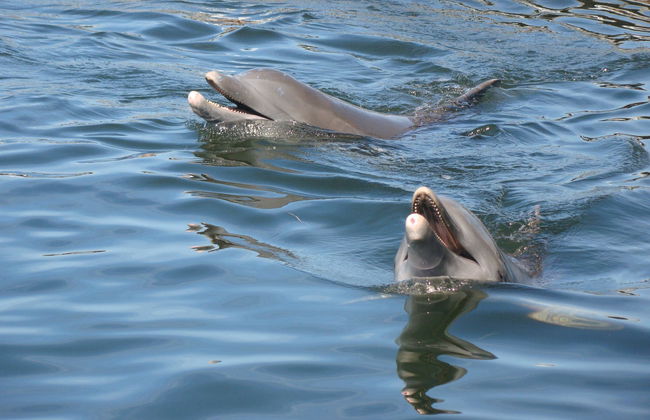 Key West Dolphin Watching Tour - Photo 5