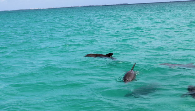 Key West Dolphin Watching Tour - Photo 4