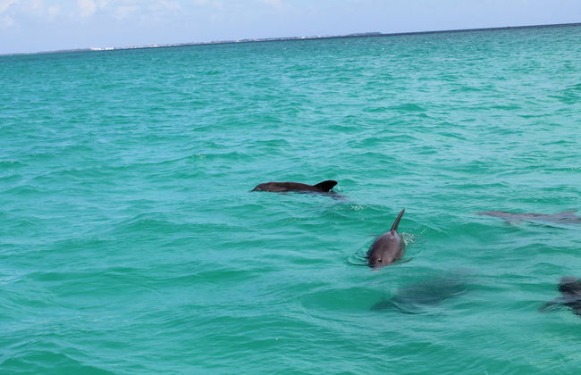 Key West Dolphin Watching Tour - Photo 4